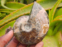 Polished Whole Cleoniceras Red Ammolite Opalized Ammonite Fossils x 6 From Tulear, Madagascar