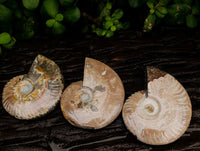 Polished Whole Cleoniceras Red Ammolite Opalized Ammonite Fossils x 6 From Tulear, Madagascar