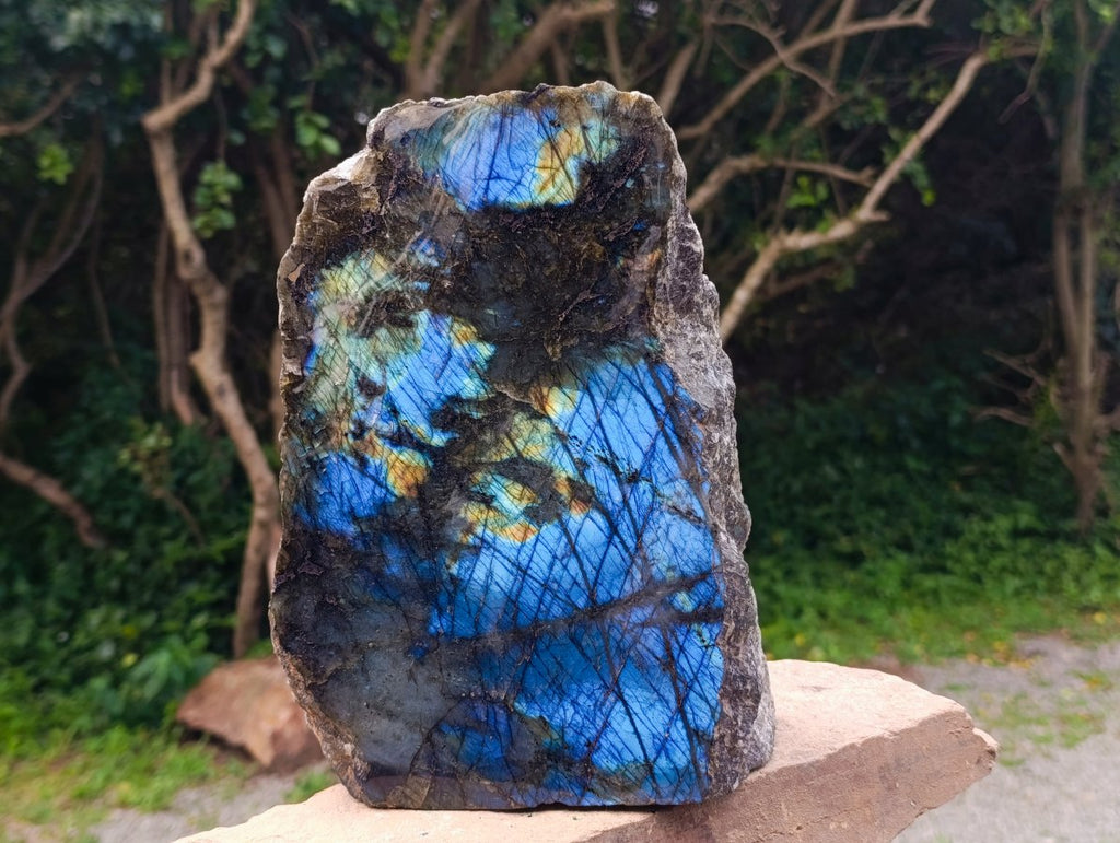 Polished on One Side XL Labradorite Standing Display Piece x 1 From Madagascar