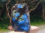 Polished on One Side XL Labradorite Standing Display Piece x 1 From Madagascar