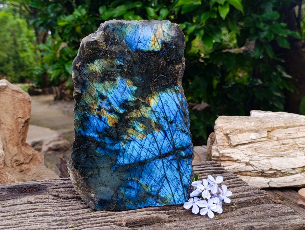 Polished on One Side XL Labradorite Standing Display Piece x 1 From Madagascar