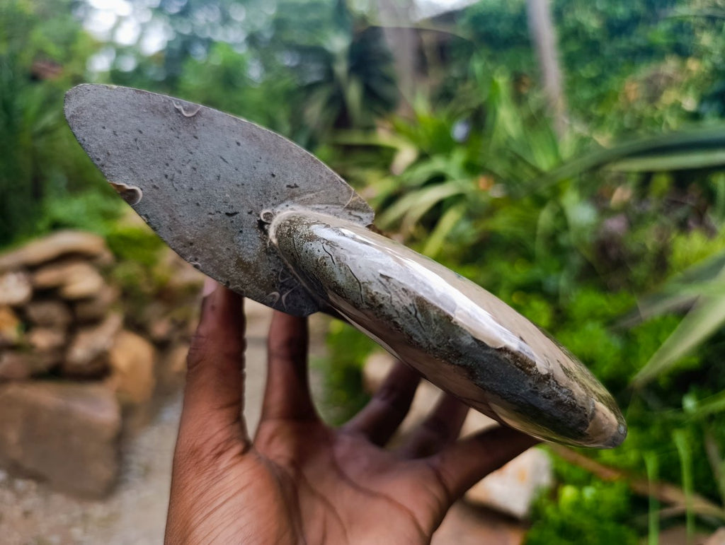 Polished Large Cleoniceras Ammonite Fossil x 1 From Tulear, Madagascar - Toprock Gemstones and Minerals 