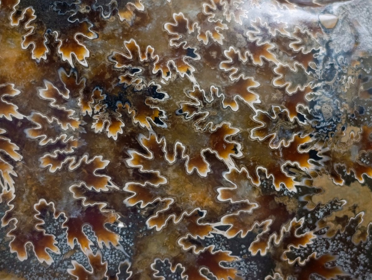 Polished Large Cleoniceras Ammonite Fossil x 1 From Tulear, Madagascar