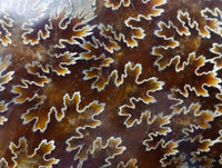 Polished Large Cleoniceras Ammonite Fossil x 1 From Tulear, Madagascar