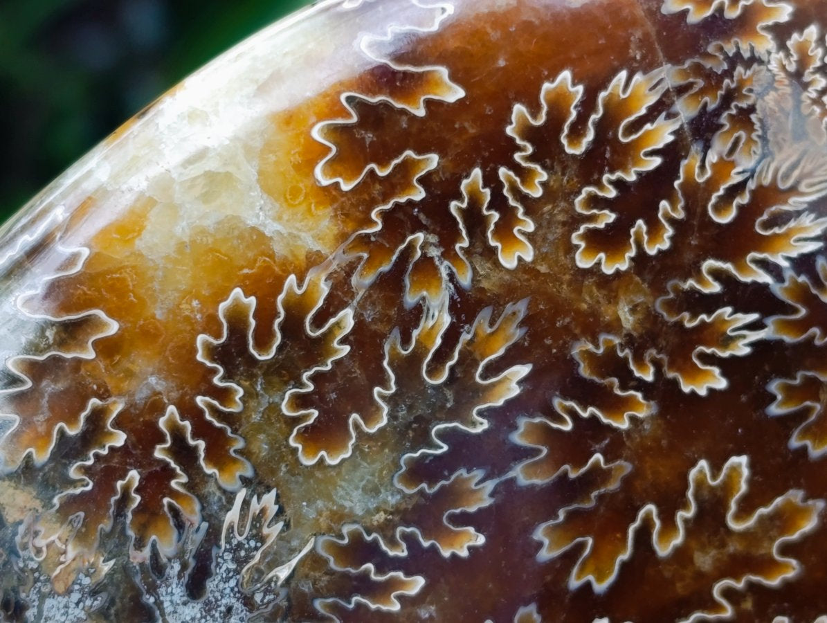 Polished Large Cleoniceras Ammonite Fossil x 1 From Tulear, Madagascar - Toprock Gemstones and Minerals 