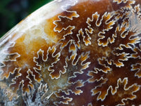 Polished Large Cleoniceras Ammonite Fossil x 1 From Tulear, Madagascar