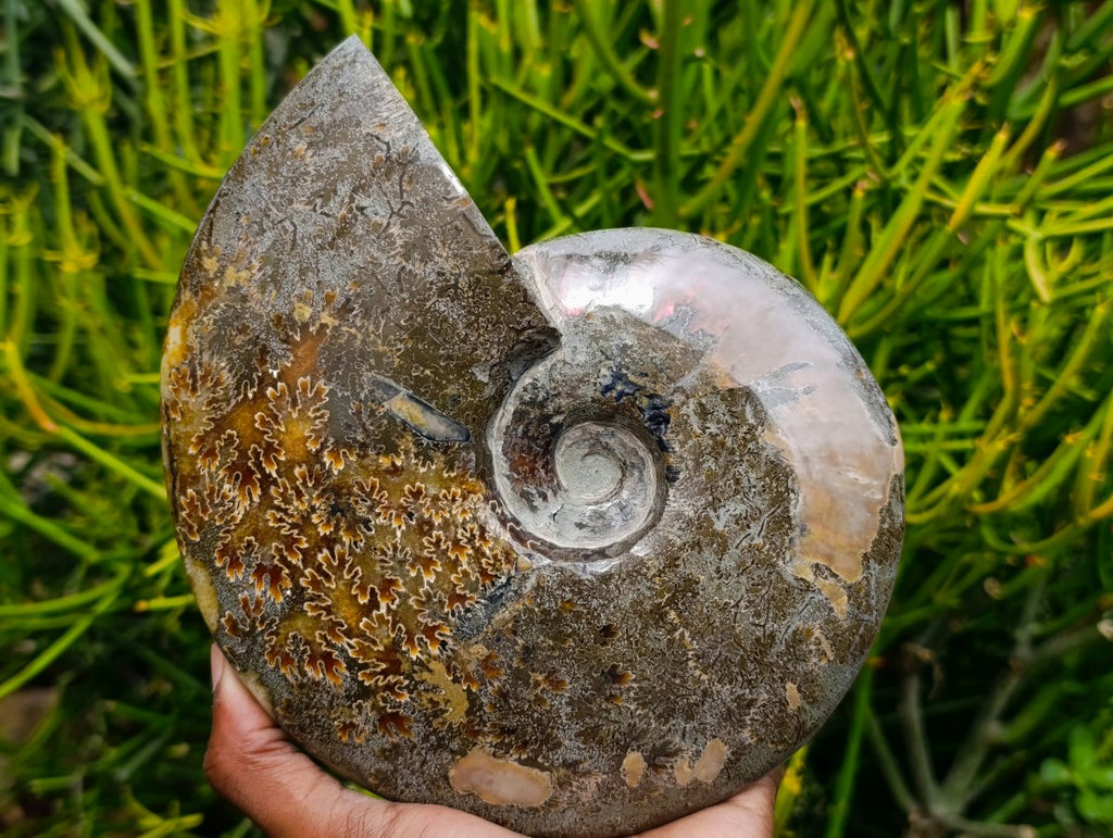 Polished Large Cleoniceras Ammonite Fossil x 1 From Tulear, Madagascar - Toprock Gemstones and Minerals 