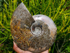 Polished Large Cleoniceras Ammonite Fossil x 1 From Tulear, Madagascar - Toprock Gemstones and Minerals 