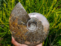 Polished Large Cleoniceras Ammonite Fossil x 1 From Tulear, Madagascar