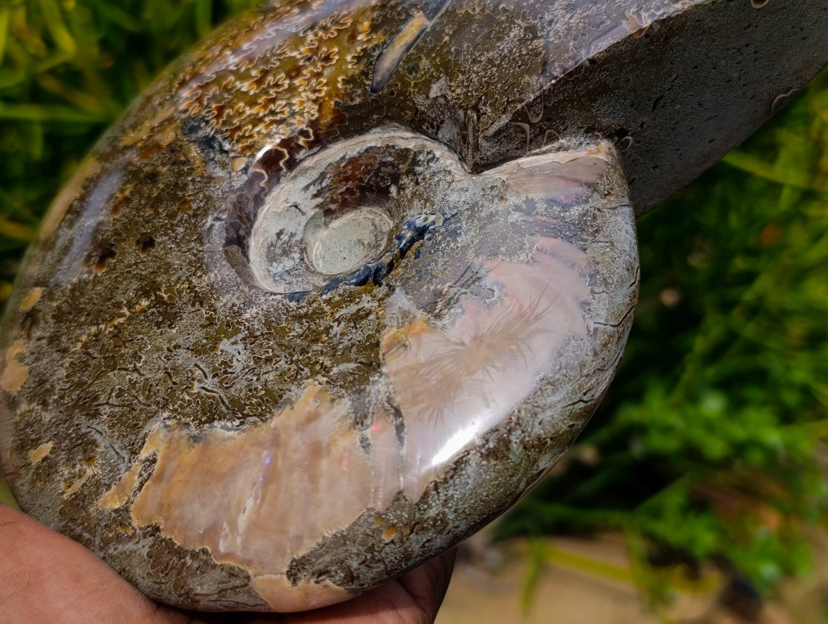 Polished Large Cleoniceras Ammonite Fossil x 1 From Tulear, Madagascar - Toprock Gemstones and Minerals 