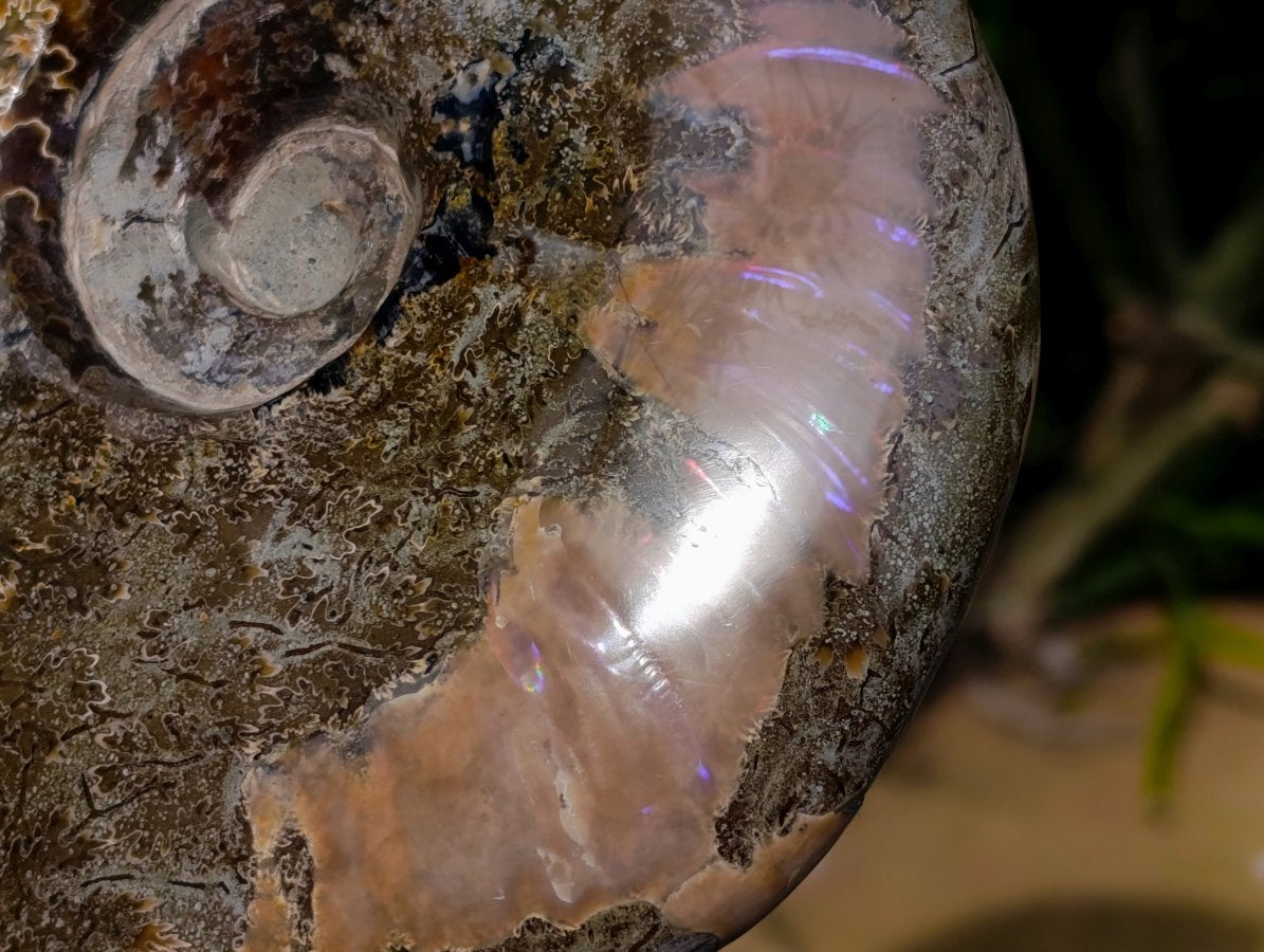Polished Large Cleoniceras Ammonite Fossil x 1 From Tulear, Madagascar - Toprock Gemstones and Minerals 