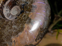 Polished Large Cleoniceras Ammonite Fossil x 1 From Tulear, Madagascar