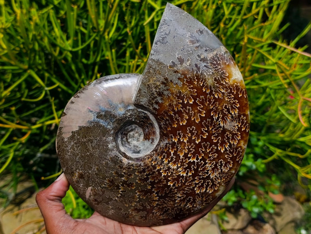 Polished Large Cleoniceras Ammonite Fossil x 1 From Tulear, Madagascar - Toprock Gemstones and Minerals 