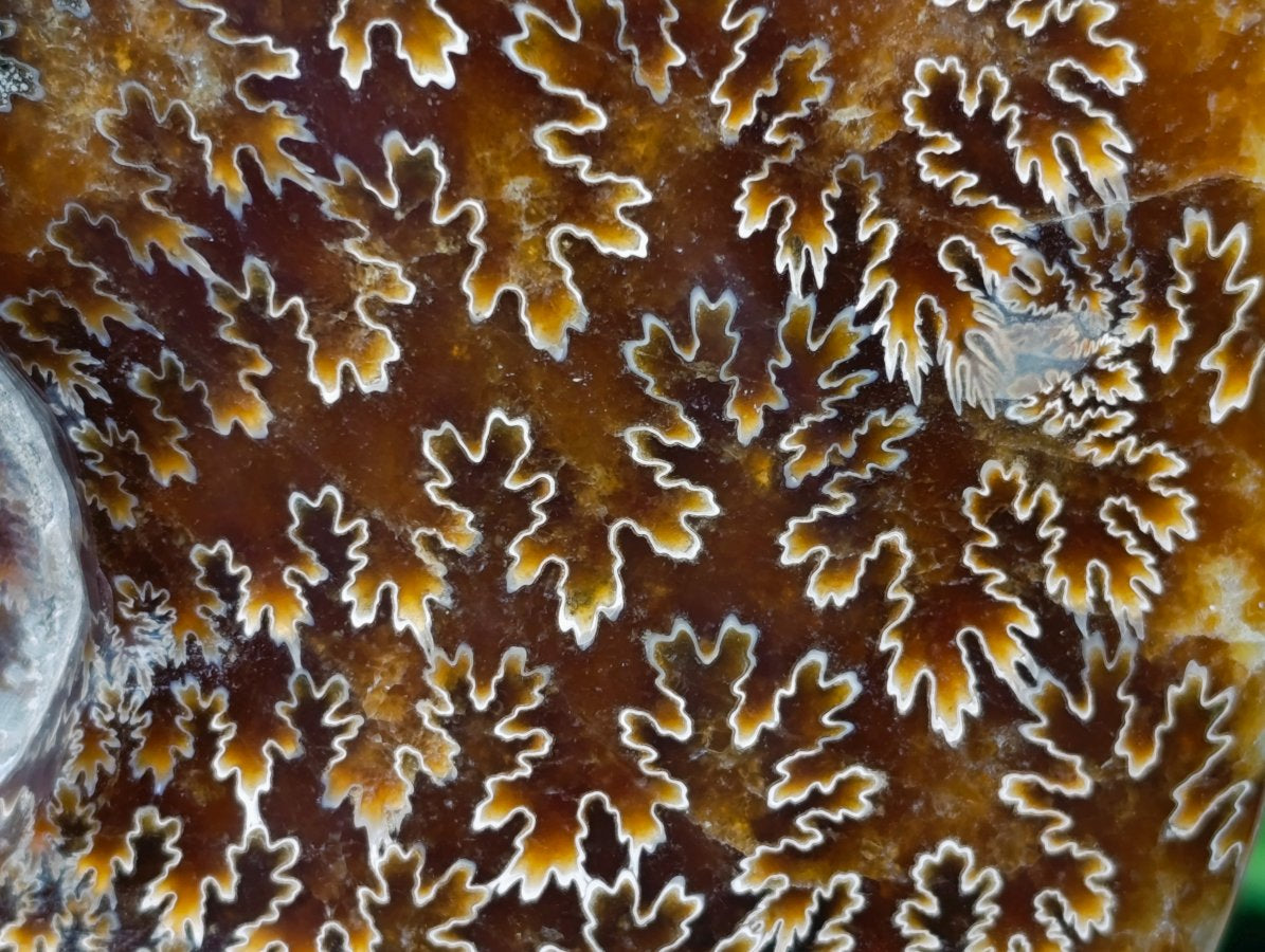 Polished Large Cleoniceras Ammonite Fossil x 1 From Tulear, Madagascar
