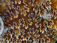 Polished Large Cleoniceras Ammonite Fossil x 1 From Tulear, Madagascar