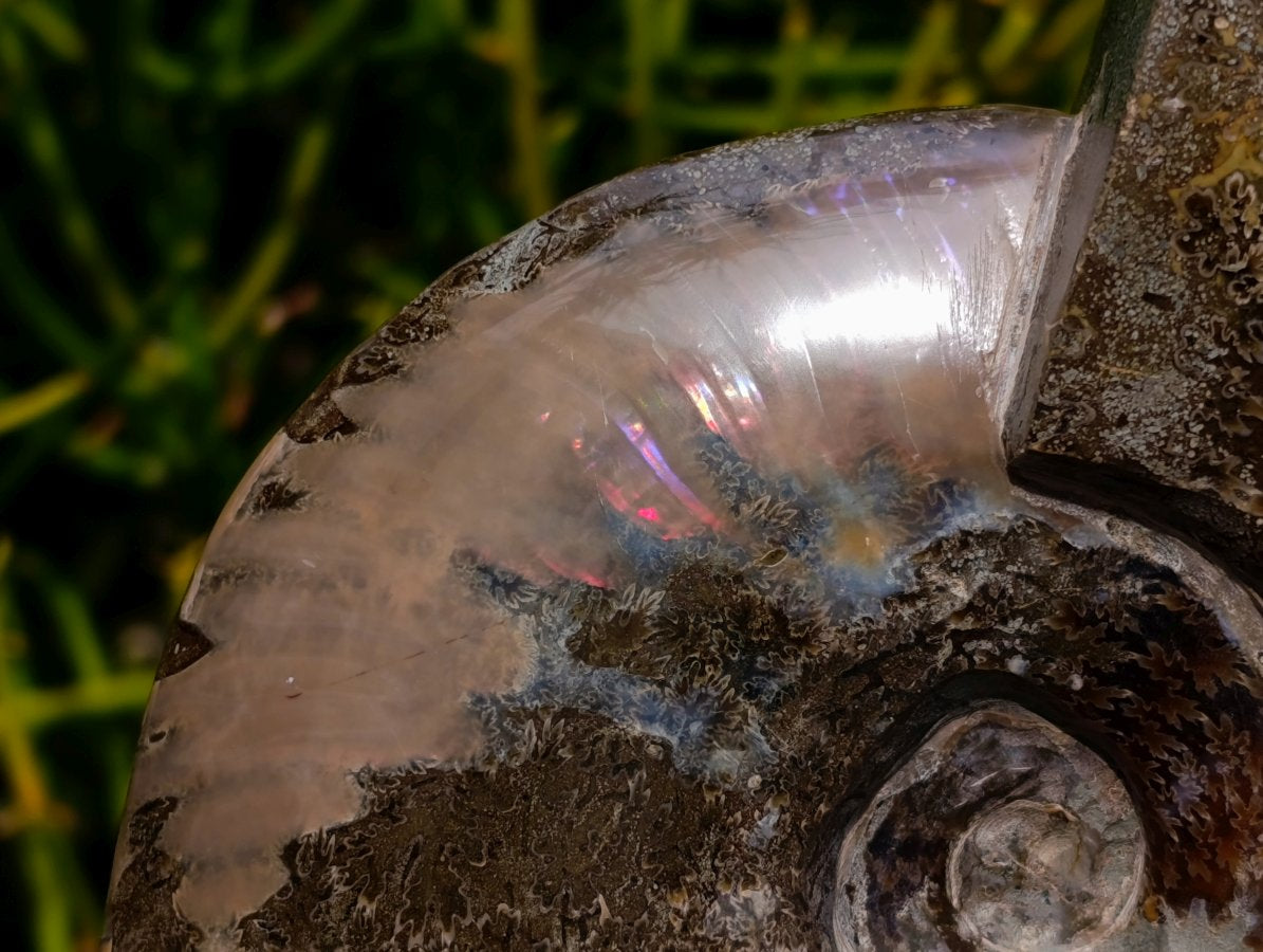 Polished Large Cleoniceras Ammonite Fossil x 1 From Tulear, Madagascar