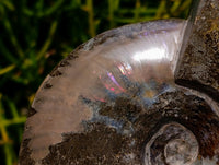 Polished Large Cleoniceras Ammonite Fossil x 1 From Tulear, Madagascar