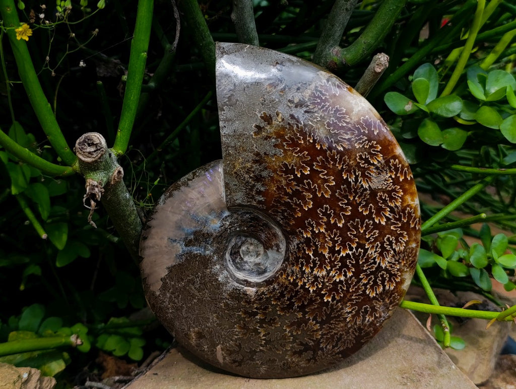 Polished Large Cleoniceras Ammonite Fossil x 1 From Tulear, Madagascar - Toprock Gemstones and Minerals 
