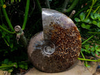 Polished Large Cleoniceras Ammonite Fossil x 1 From Tulear, Madagascar - Toprock Gemstones and Minerals 