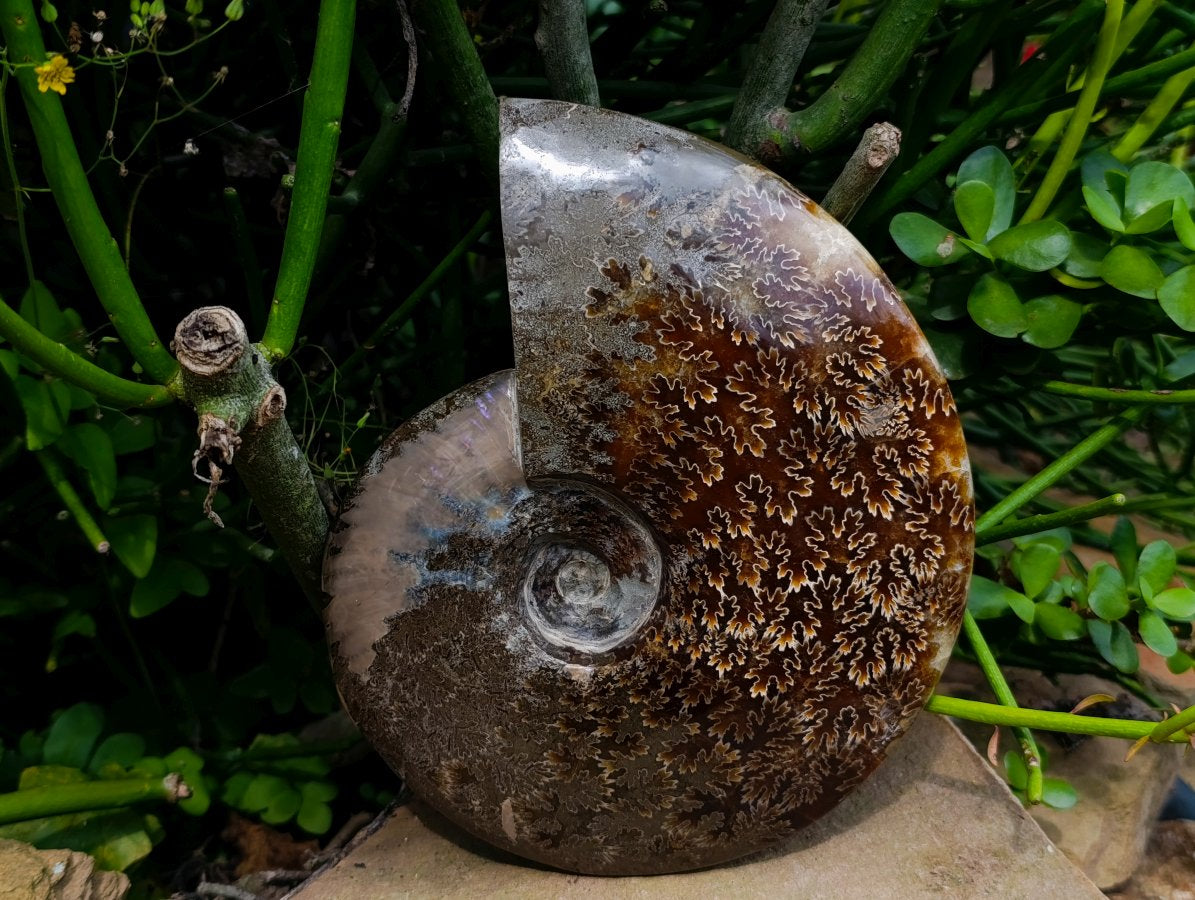 Polished Large Cleoniceras Ammonite Fossil x 1 From Tulear, Madagascar - Toprock Gemstones and Minerals 