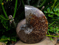 Polished Large Cleoniceras Ammonite Fossil x 1 From Tulear, Madagascar
