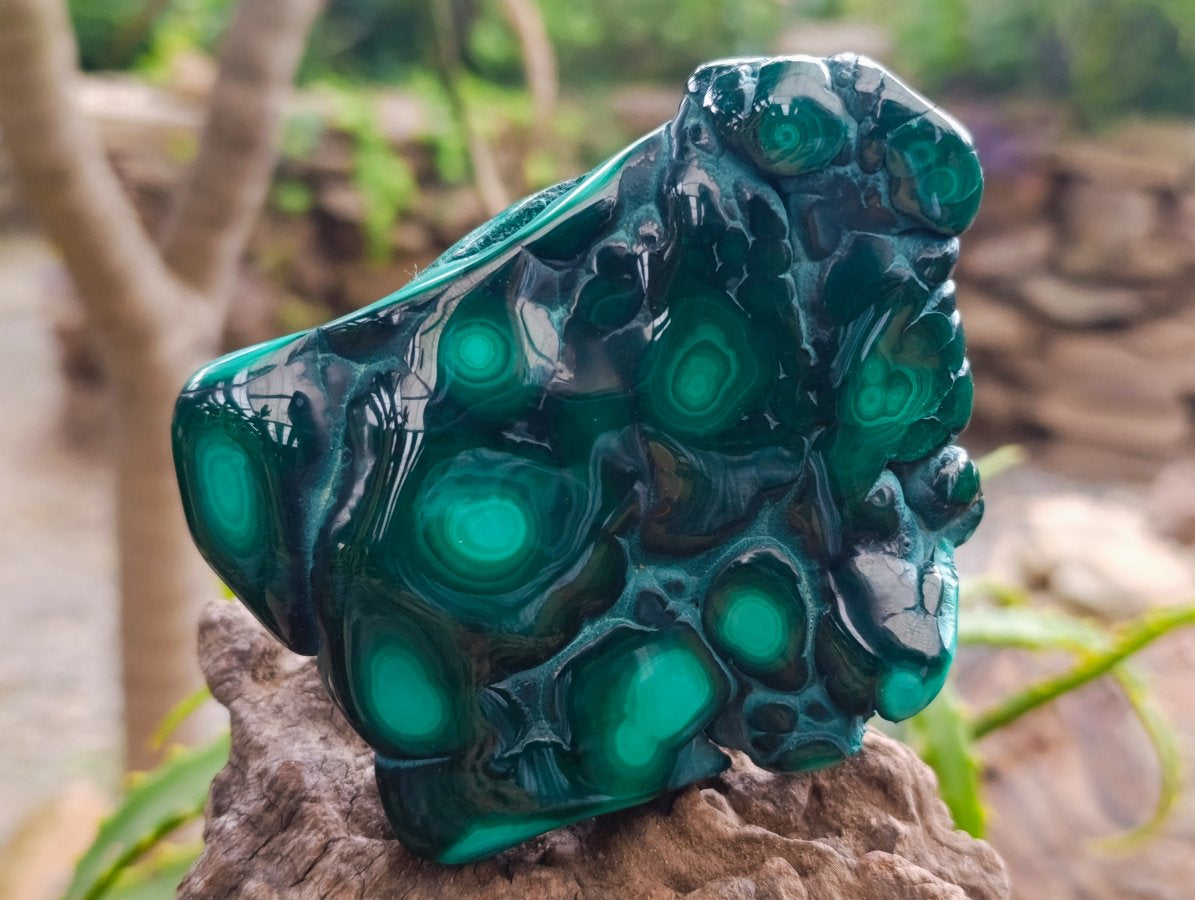 Polished Flower Banded Malachite Free Forms x 6 From Congo
