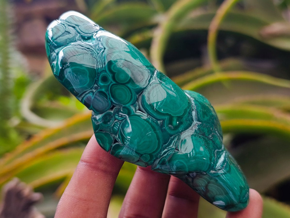 Polished Flower Banded Malachite Free Forms x 6 From Congo