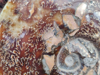 Polished XL Cleoniceras Ammonite Fossil x 1 From Tulear, Madagascar