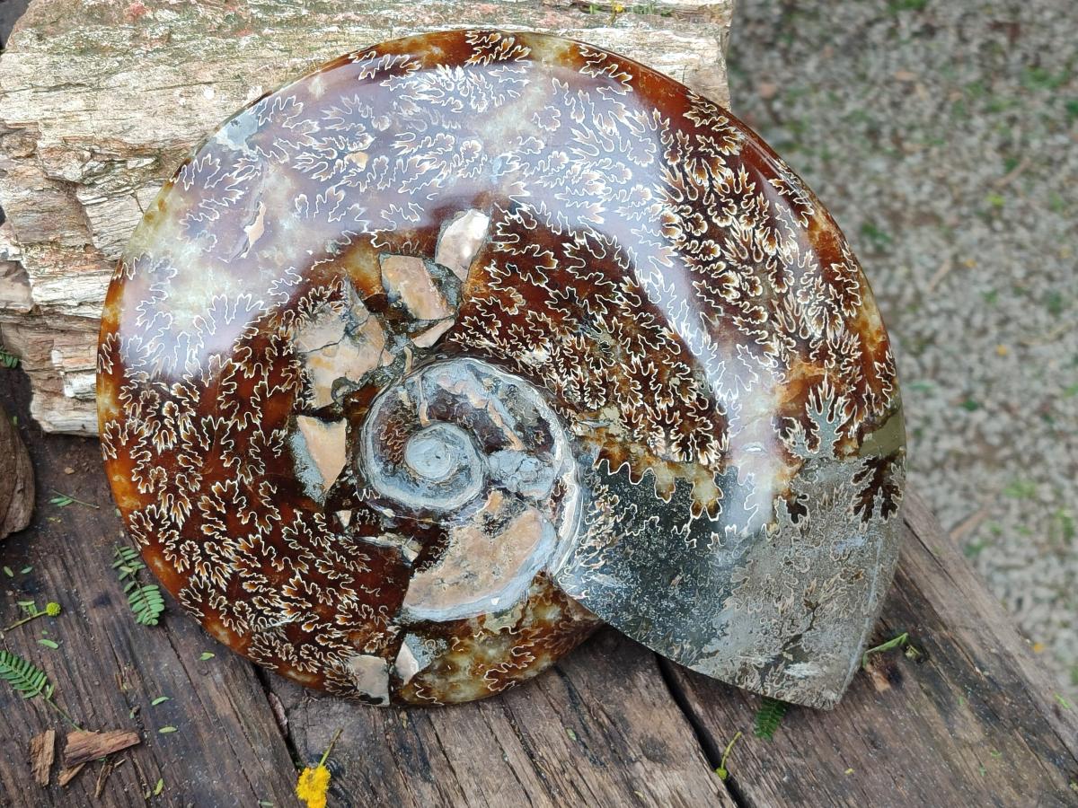 Polished XL Cleoniceras Ammonite Fossil x 1 From Tulear, Madagascar