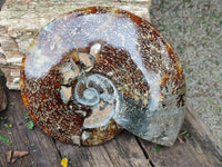Polished XL Cleoniceras Ammonite Fossil x 1 From Tulear, Madagascar