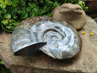 Polished XL Cleoniceras Ammonite Fossil x 1 From Tulear, Madagascar