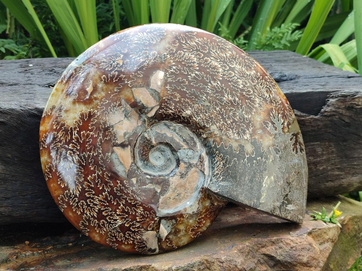 Polished XL Cleoniceras Ammonite Fossil x 1 From Tulear, Madagascar