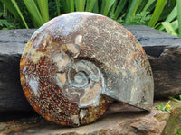 Polished XL Cleoniceras Ammonite Fossil x 1 From Tulear, Madagascar
