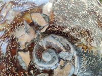 Polished XL Cleoniceras Ammonite Fossil x 1 From Tulear, Madagascar