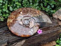 Polished XL Cleoniceras Ammonite Fossil x 1 From Tulear, Madagascar