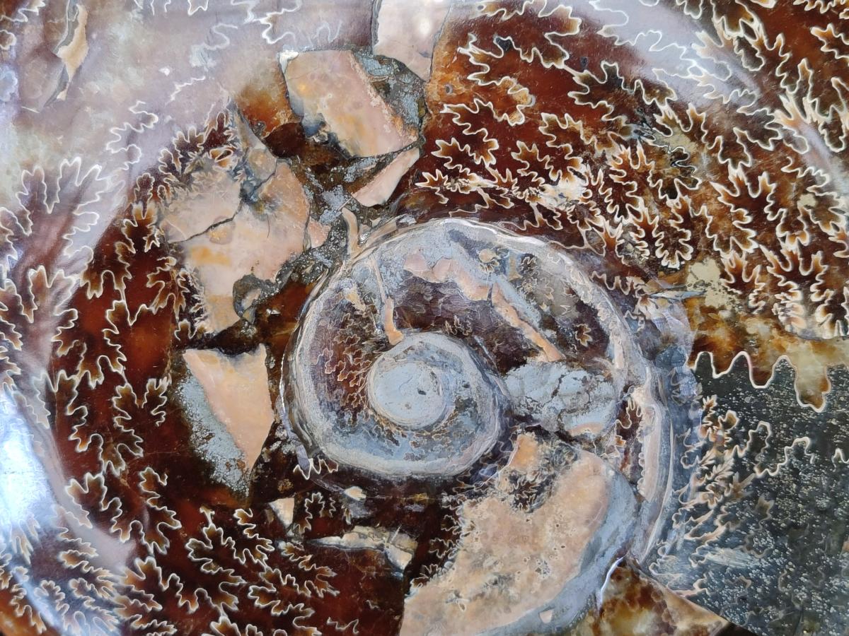 Polished XL Cleoniceras Ammonite Fossil x 1 From Tulear, Madagascar