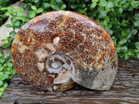 Polished XL Cleoniceras Ammonite Fossil x 1 From Tulear, Madagascar