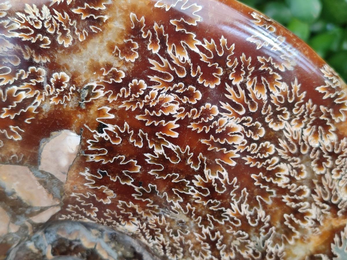 Polished XL Cleoniceras Ammonite Fossil x 1 From Tulear, Madagascar