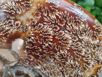 Polished XL Cleoniceras Ammonite Fossil x 1 From Tulear, Madagascar