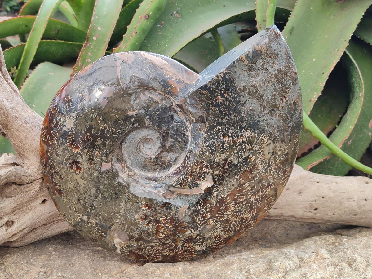Polished XL Cleoniceras Ammonite Fossil x 1 From Tulear, Madagascar