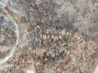 Polished XL Cleoniceras Ammonite Fossil x 1 From Tulear, Madagascar