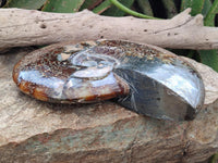 Polished XL Cleoniceras Ammonite Fossil x 1 From Tulear, Madagascar