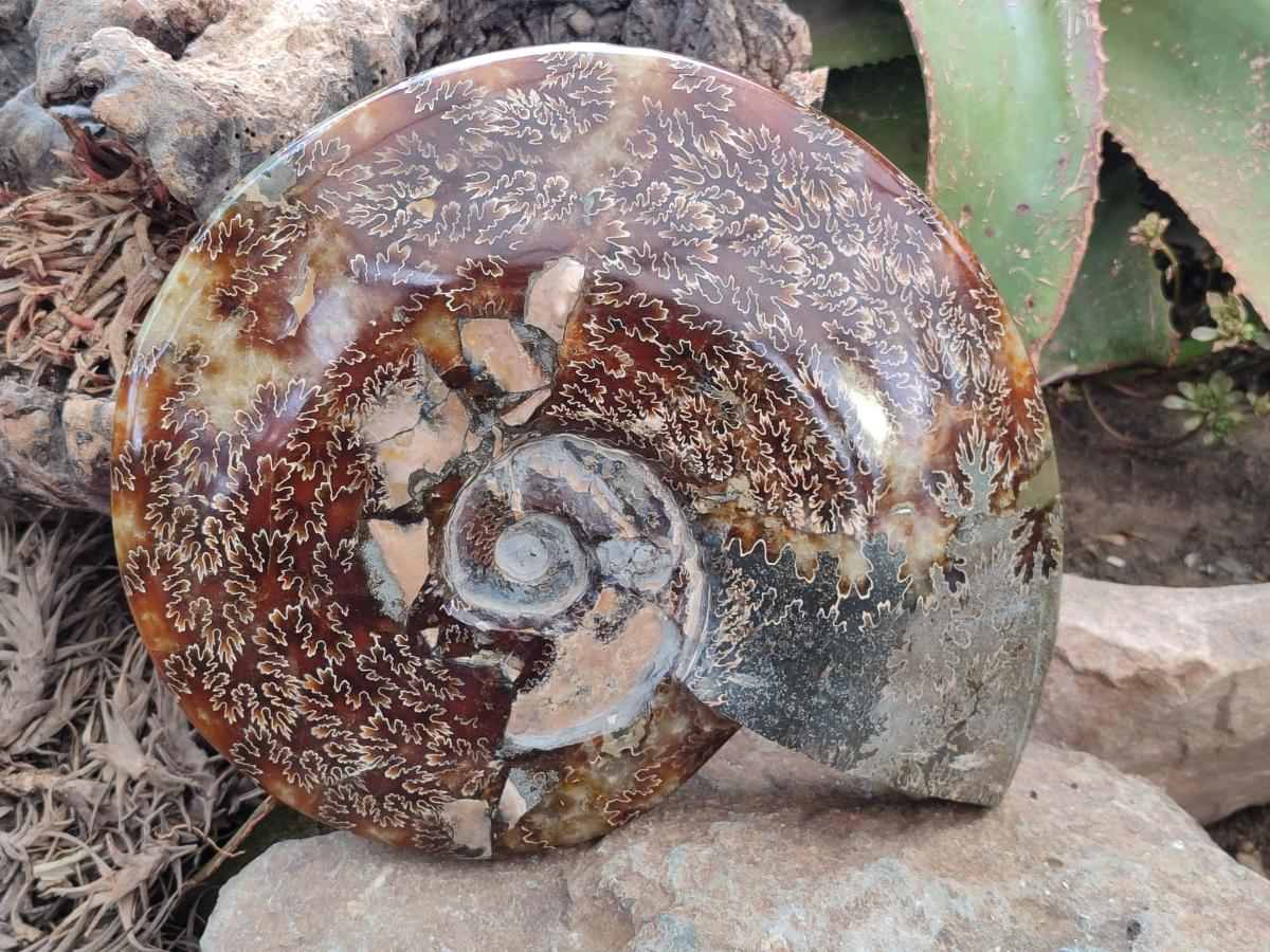 Polished XL Cleoniceras Ammonite Fossil x 1 From Tulear, Madagascar