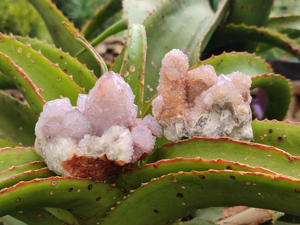 Natural Amethyst Spirit Clusters x 6 From Boekenhouthoek, South Africa