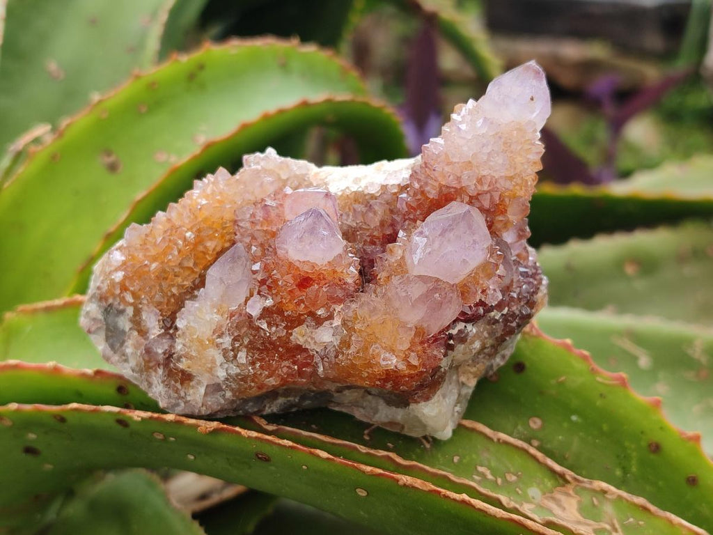 Natural Amethyst Spirit Clusters x 6 From Boekenhouthoek, South Africa