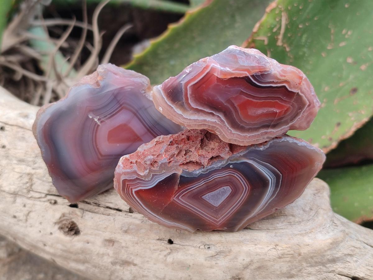 Polished Red Shashe River Agate Nodules x 48 From Shashe River, Zimbabwe