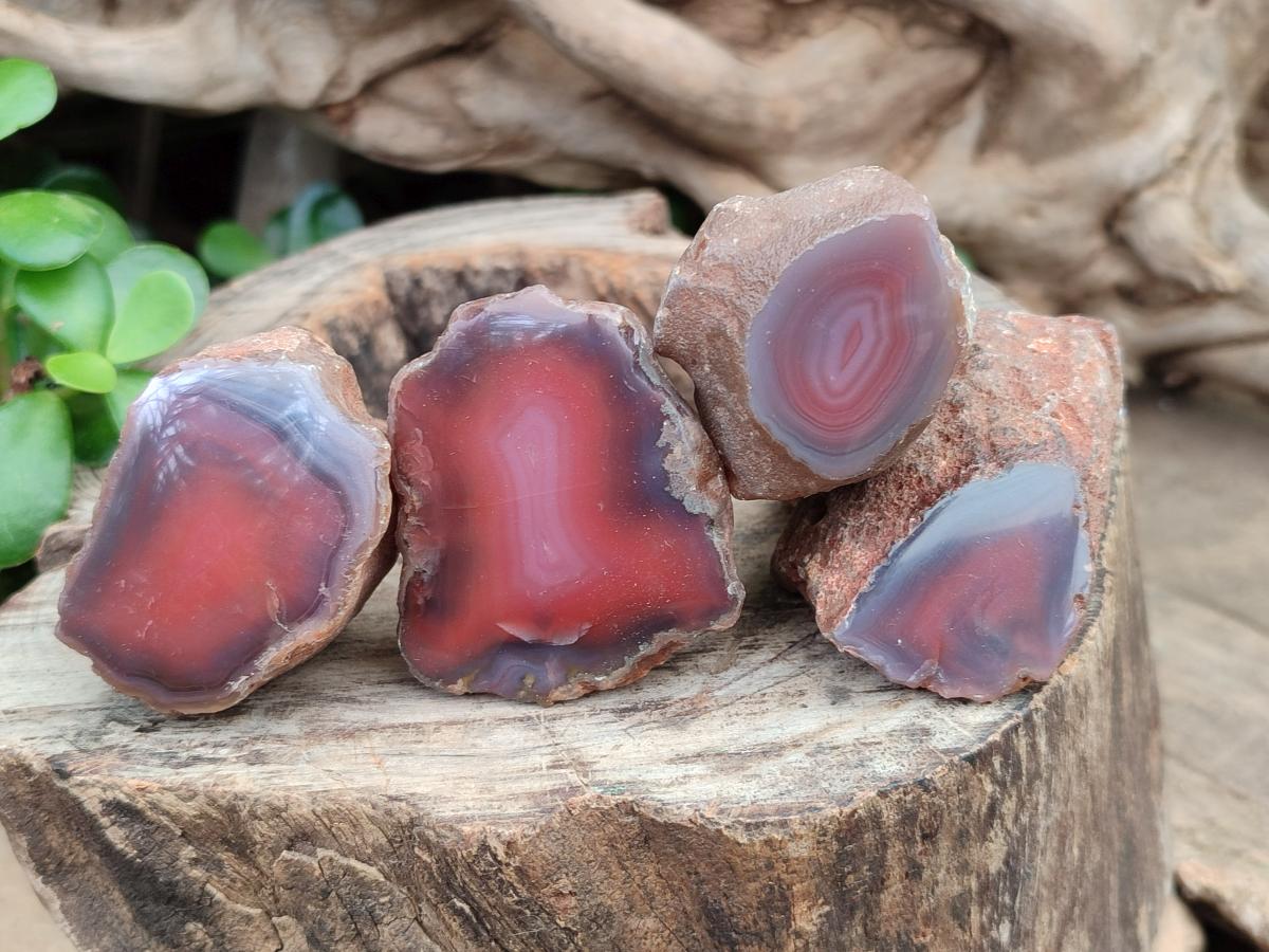 Polished Red Shashe River Agate Nodules x 48 From Shashe River, Zimbabwe