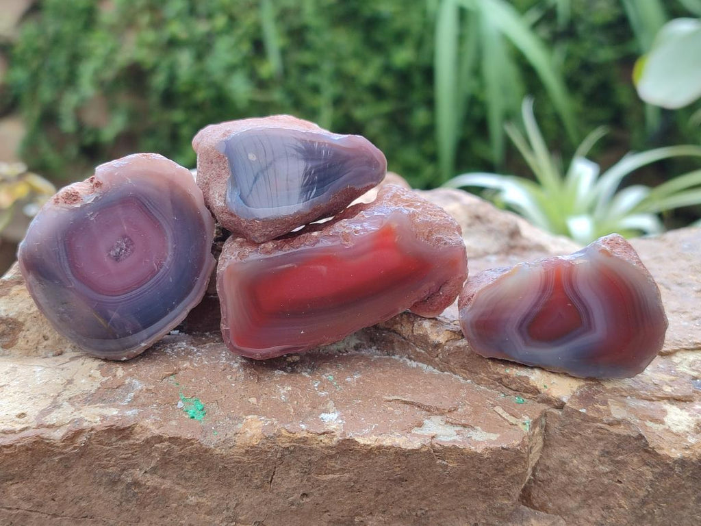 Polished Red Shashe River Agate Nodules x 48 From Shashe River, Zimbabwe