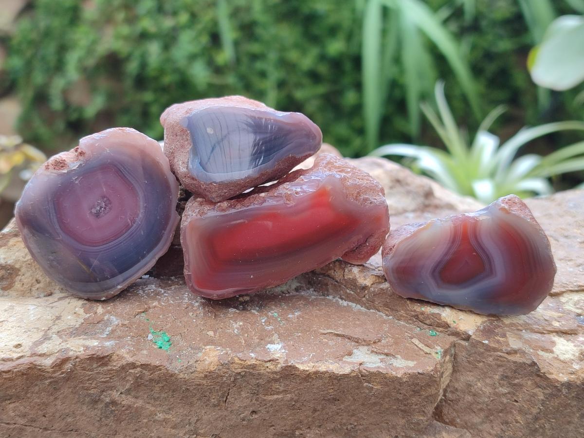 Polished Red Shashe River Agate Nodules x 48 From Shashe River, Zimbabwe