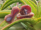 Polished Red Shashe River Agate Nodules x 48 From Shashe River, Zimbabwe
